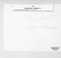 Lophodermium caricinum image